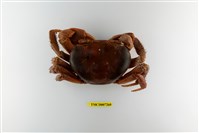 藏品(凶狠圓軸蟹)的圖片